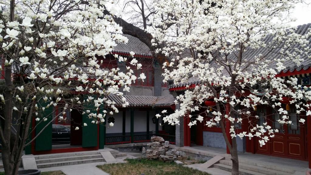 بكين Scholar Tree Courtyard Hotel المظهر الخارجي الصورة