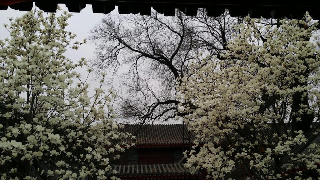 بكين Scholar Tree Courtyard Hotel المظهر الخارجي الصورة